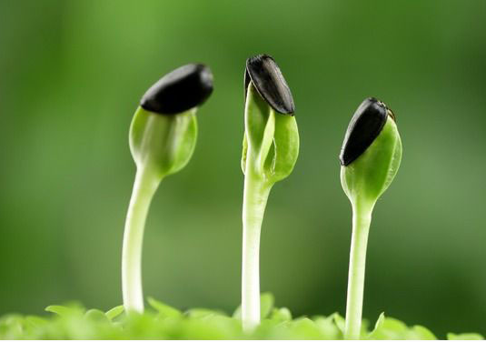 種質資源管理軟件