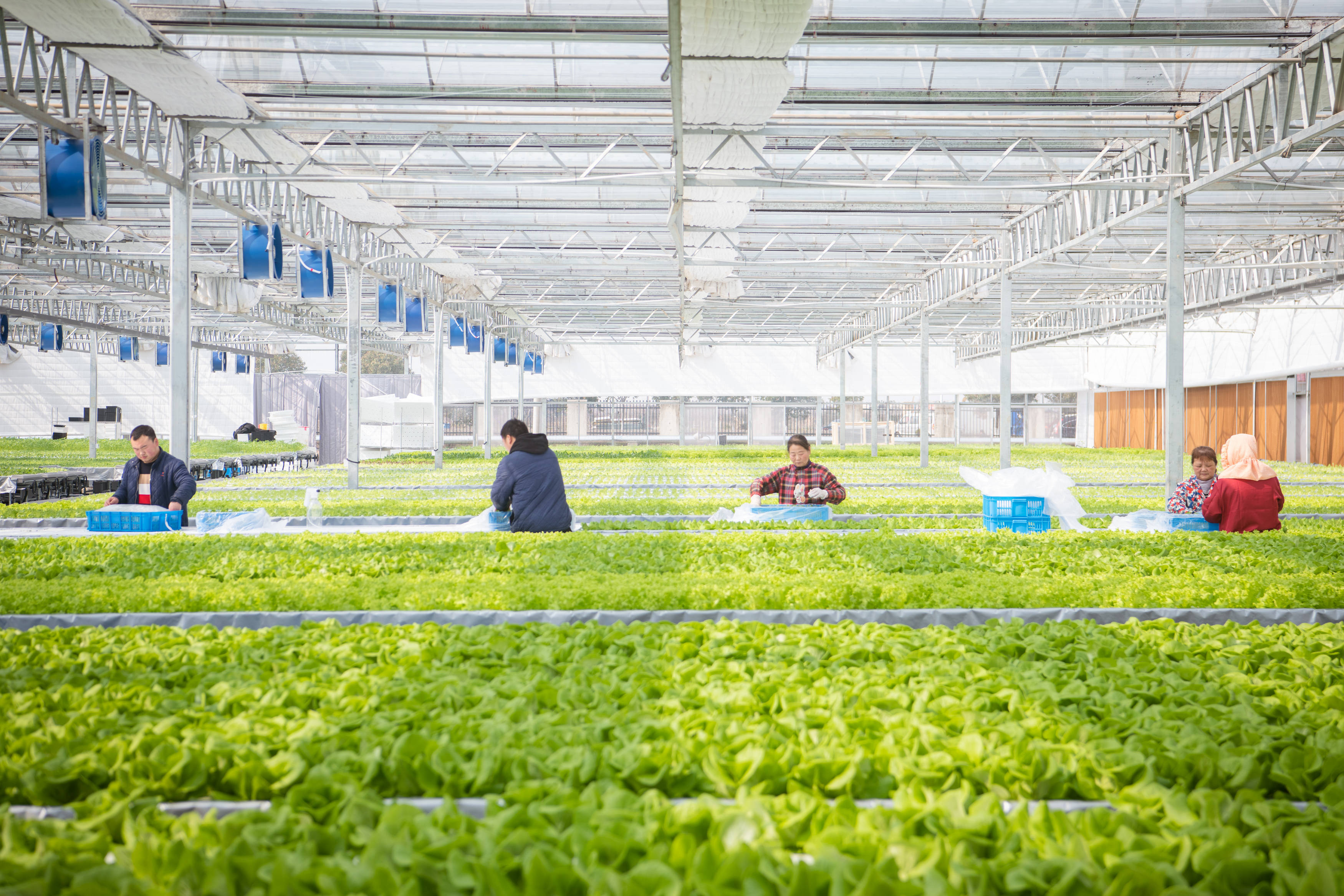 72447d6d300cf2e86dcd0991de0de971.jpeg 農業erp